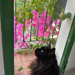 Candy🍭 - @candy_mainecoon - Instagram