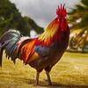 candy maloney - @roosters0964 - TikTok