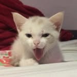 Candy Maria💕🐱 - @candymariacrush - Instagram