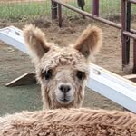 Candy McMahan - @raynayalpacafarmoffical - Instagram