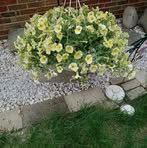 Candy McMahon - Facebook