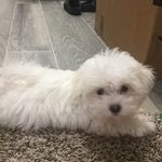 Candy Meneses - @maltese.candytx - Instagram