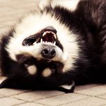Alaskan Malamute Smiling - @candy_metcalf_jh - Instagram