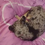 Candy y Kiara - @candy.mickey.kiara - Instagram