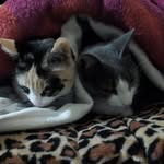 Michis Michus - @candy_miner_pipo_minu_michas - Instagram