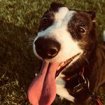 Candy Mobley - @candythedoggie101 - Instagram