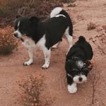 Baby 🐶🐾 - @candymoraza - Instagram