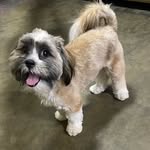 🐾Candy Moran - @candice.shitzu - Instagram