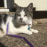 Candy - @candy_moss.the.cat - Instagram