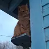 elliott - @candymountain07 - TikTok