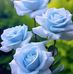Candy Moyer - Facebook