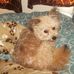 Candace Murdock - Facebook