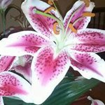 Candy Nelson - @nelsoncandy - Instagram