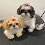 Candy Paws 💕Newton Mearns - @candypawsdoggrooming - Instagram