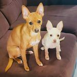 CANDY NIEVES🐶 - @candy_nieves90 - Instagram