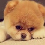 Candy Norton - @petbaby11 - Instagram