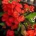 Candy Olivares Manzo - Facebook