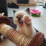 Candy kitten - @candy_poes - Instagram