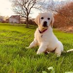 Candy Rock Golden Retrievers - @candyrockgoldenretrievers - Instagram