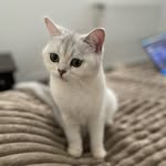 Candy British Chinchilla Cat 🐱🍭 - @candy_royal_cat - Instagram
