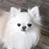 chihuahua.candy - @candyroyals - TikTok