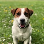 CANDY COHEN JACK RUSSELL TERRIER - @sircandyboy - Instagram