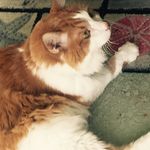 Candy Russell - @mustangcandy1 - Instagram