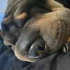 Agnieszka Gesicka - @candysharpei - TikTok