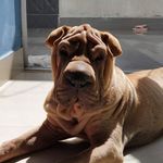 🍬𝘾𝙖𝙣𝙙𝙮🍭 - @candy.sharpei.br - Instagram