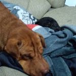 Candy & Bear Sharpei - @sharpei.candybear - Instagram