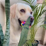 Candy_Snowy🐾 - @candy_snowy427 - Instagram