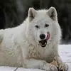 canine wolf - @canine.wolf - TikTok