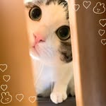 Cannis Lam - @lamcannis00 - Instagram
