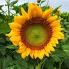 Cannon Farms - @cannonfarms - TikTok