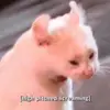 cannonlocke - @cannonlocke - TikTok
