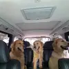 MagnumMorrisCannonTheGolden - @magnunmorriscannongolden - TikTok