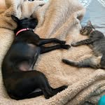 Cannon and Murphy - @life_with_cannon_and_murphy - Instagram