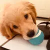 Murphy The Golden Boy - @murphycannon - TikTok