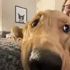 Barndog - @lolasanchezcannon - TikTok