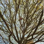 Sam Walker - @canopy.tree.surgeons - Instagram