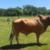@yogobonito13 - @canutoramirez - TikTok