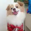 Cao Vui - @cao.vui - TikTok