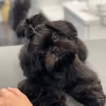 Capri Inglish - @groomedbypri - Instagram