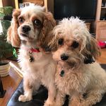 Parker And Capri - @parkerandcapri - Instagram