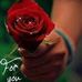 Caprice Flowers - Facebook