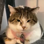 Caprice Haley Zinn - @capricezinncat - Instagram
