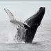 Capt. Bill &amp; Sons Whale Watch - Facebook