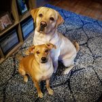 Graham Sammy Cookie 🐶 - @captain_graham1 - Instagram
