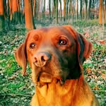 Captain - @captainleeofficial - Instagram