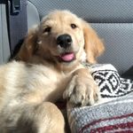 CAPTAIN SMITH - @cappyboy_thegoldendoodle - Instagram